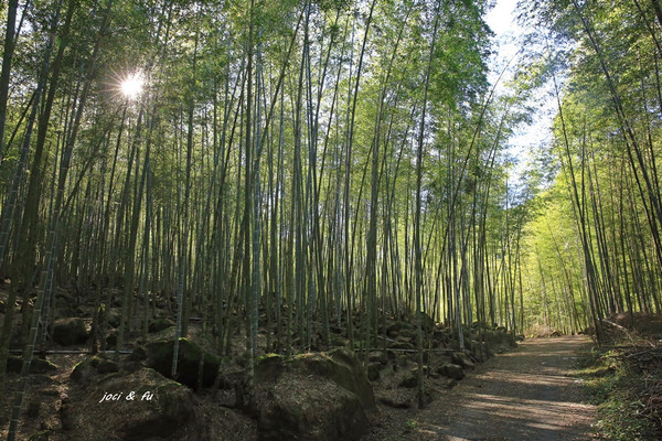 ▲南投秘境竹林，媲美京都嵐山。（圖／愛作夢的貓 joci提供）