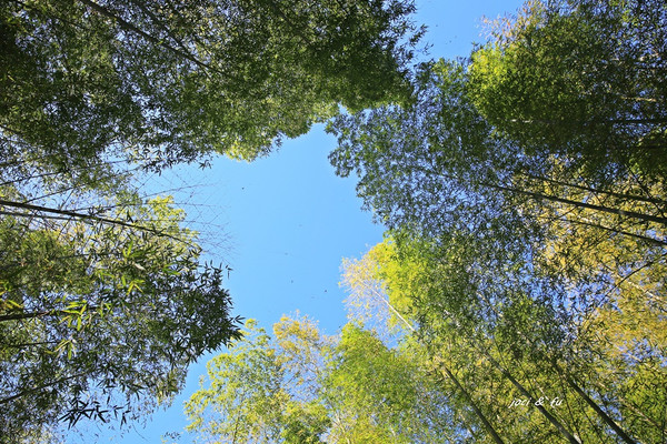 ▲南投秘境竹林，媲美京都嵐山。（圖／愛作夢的貓 joci提供）