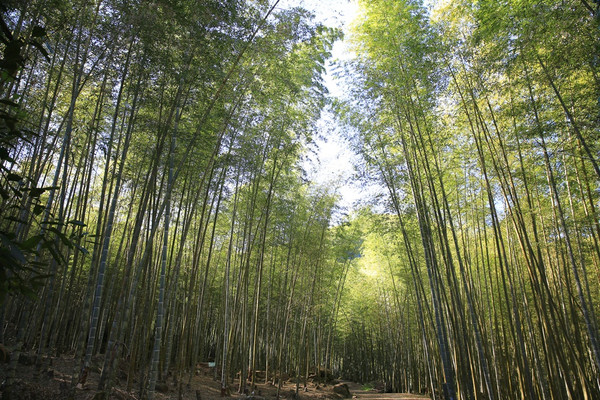 ▲南投秘境竹林，媲美京都嵐山。（圖／愛作夢的貓 joci提供）