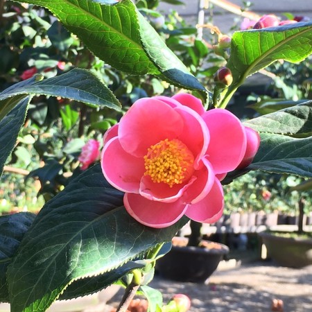 ▲「茶花繪影 戀風城」2018茶花季開跑（圖／新竹市政府產業發展處）