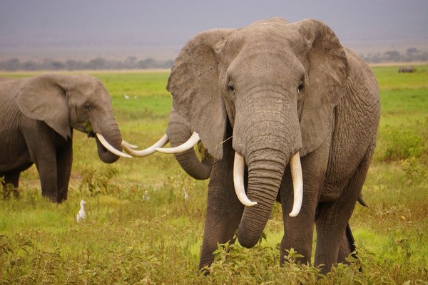 ▲▼大象,象牙,盜獵。（圖／pixabay）