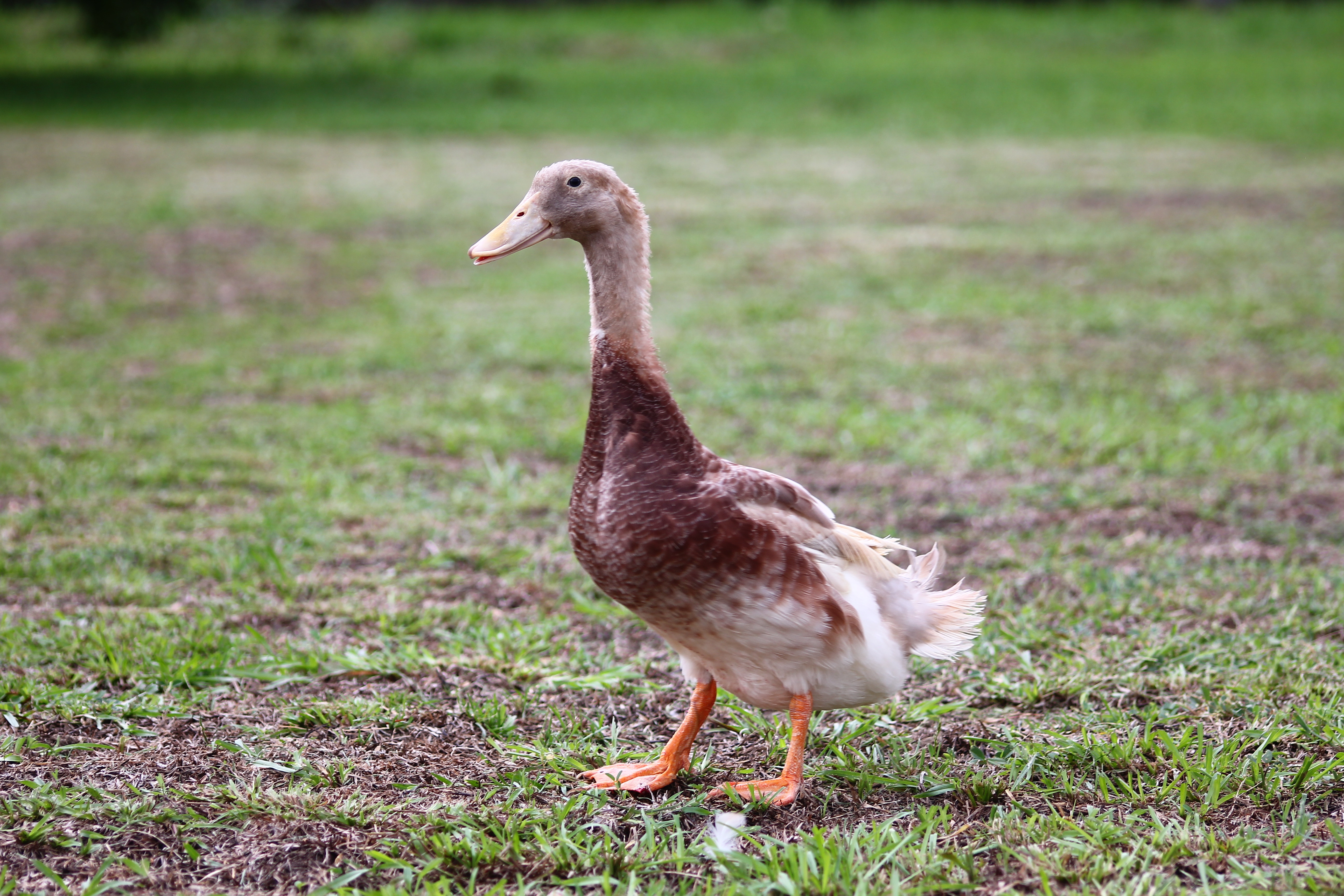 ▲▼褐色菜鴨高飼效品系母鴨（左）及公鴨（右）。（圖／農委會提供）