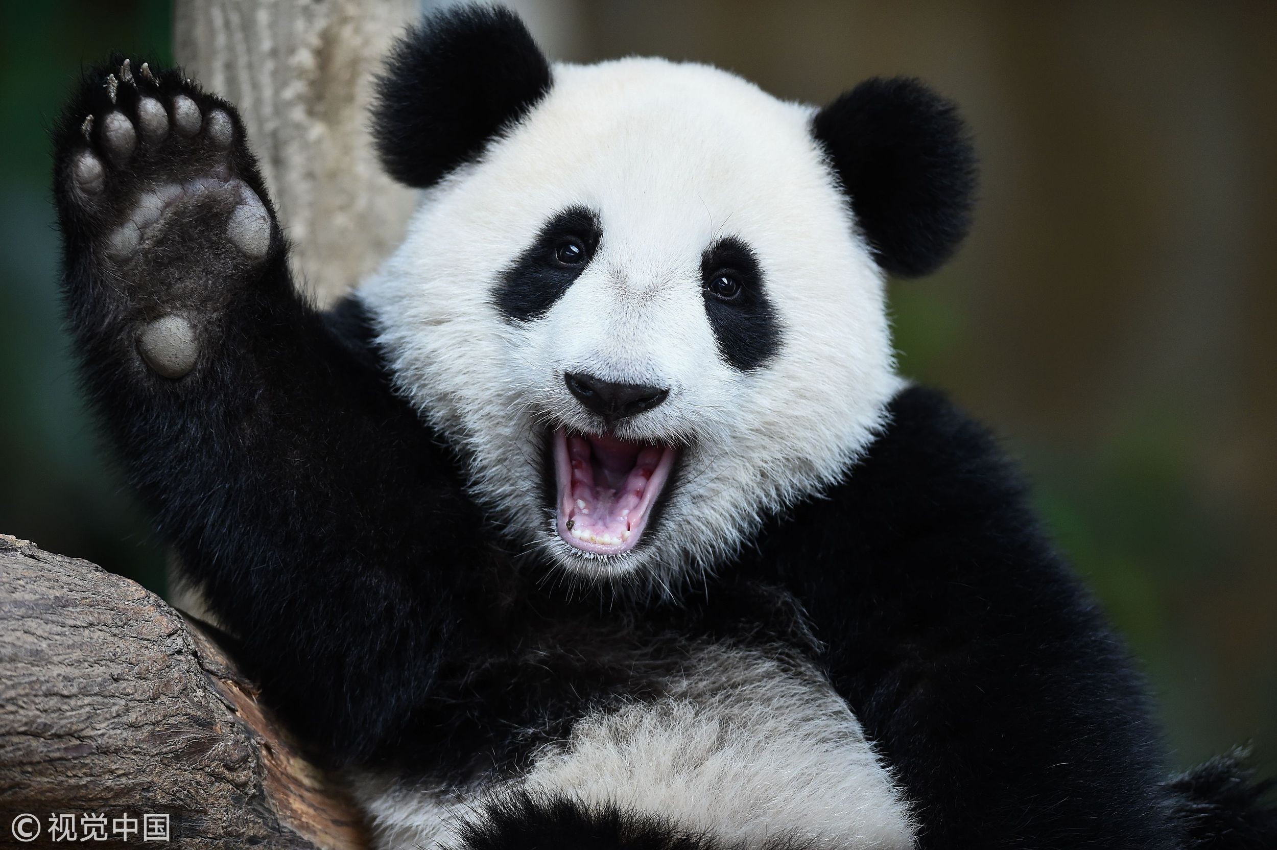 ▲熊貓「暖暖」在滿兩歲時被馬來西亞送回四川熊貓基地。（圖／CFP）