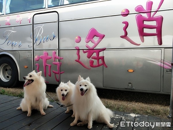 ▲▼遊覽車＝阿公！狐狸犬燦笑賴皮趴階梯　運匠笑：幫打廣告（圖／網友李品瑩提供，請勿隨意翻拍，以免侵權。）