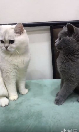 直男喵偷親阿娜達，害羞撇頭裝忙。（圖／翻攝自抖音APP用戶「699275979」）