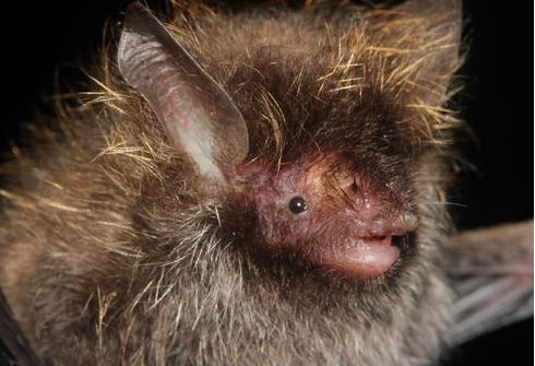 ▲▼湄公河流域最新發現的蝙蝠。（圖／擷取自World Wildlife Fund官網）