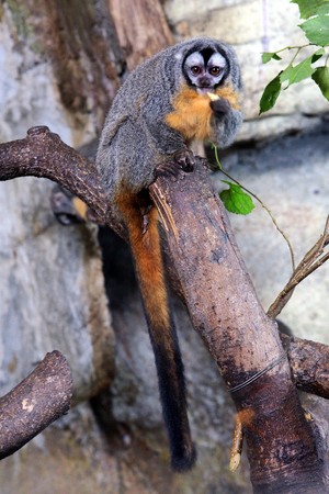 夜行館復出！「無臉男」要亮相囉！（圖／台北市立動物園提供）