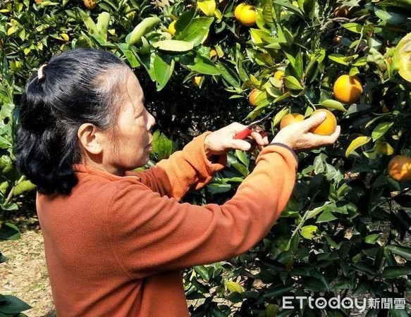 ▲▼喝柳丁汁預防失智，買柳丁支持南投在地果農。（圖／南投醫院提供）