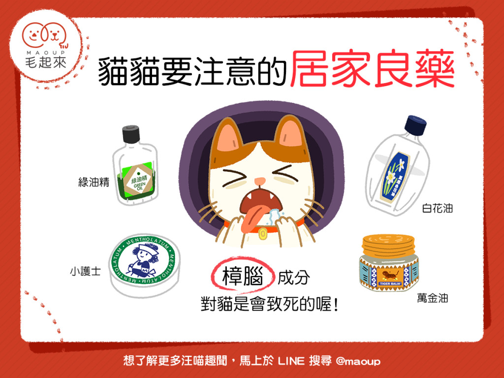 恐致死 人類的 4居家良藥 竟是貓咪的毒藥 小護士上榜 Ettoday健康雲 Ettoday新聞雲