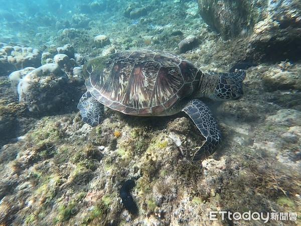 ▲▼菲律賓阿波島浮潛海龜。（圖／記者賴文萱攝）
