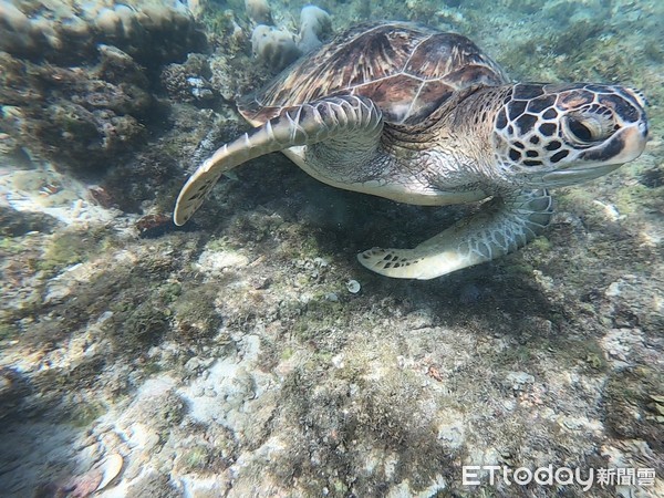 ▲▼菲律賓阿波島浮潛海龜。（圖／記者賴文萱攝）