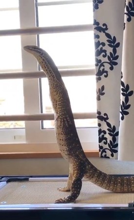 巨蜥界的健美先生，大肌肌嚇壞網。（圖／翻攝自日本推特用戶「@mu_mu_mika」）