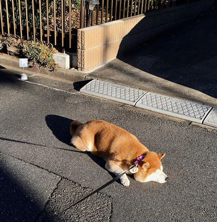 ▲柴犬在專屬停車格內趴好趴滿。（圖／翻攝自Instagram@ponsan_shiba）