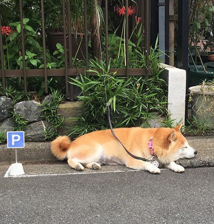 ▲柴犬在專屬停車格內趴好趴滿。（圖／翻攝自Instagram@ponsan_shiba）