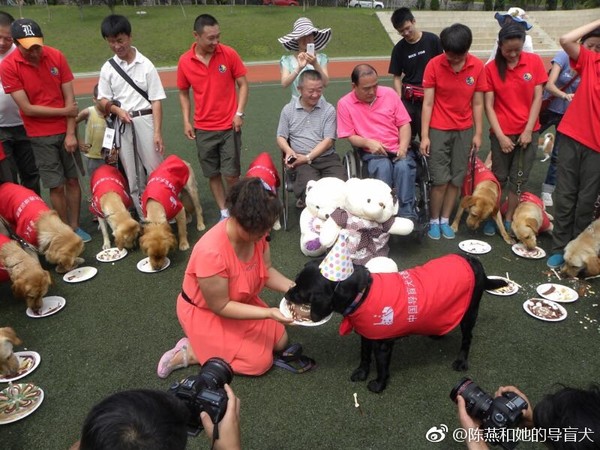 導盲犬珍妮。（圖／翻攝自微博／@陳燕和她的導盲犬）