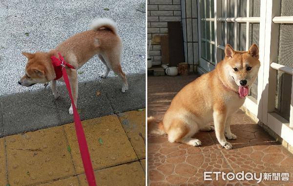 ▲柴犬1個月胖2公斤，有腰身變成游泳圈。（圖／網友KouShin Yeh授權提供）