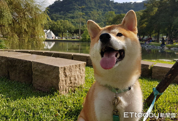 ▲柴看見水漥跳下去，秒變泥巴柴。（圖／網友何夏瑤授權提供）