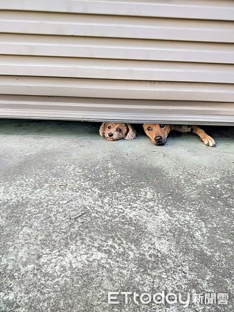 ▲兩汪趴在門縫跟媽到別。（圖／網友Shin Ru Liu授權提供）