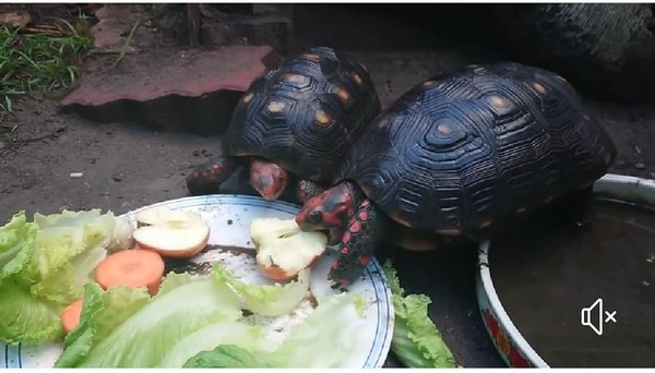 ▲禿頭男「自備購物袋」翻牆偷象龜　飼主po文3天後神奇尋回。（圖／有點毛毛的／胡綠綠）