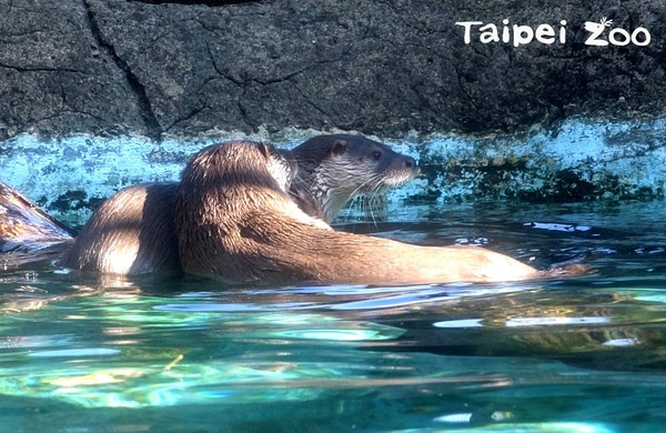 ▲歐亞水賴家族 。（圖／台北市立動物園提供）