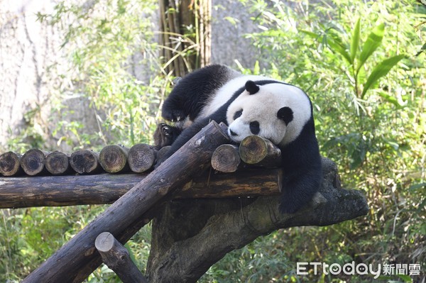 ▲▼台北市立動物園大貓熊圓仔             。（圖／記者湯興漢攝）