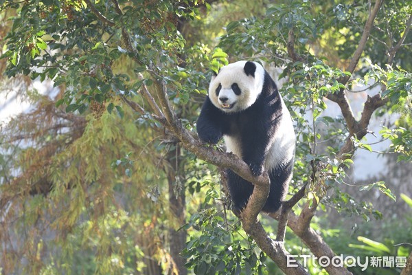 ▲▼台北市立動物園大貓熊圓仔。（圖／記者湯興漢攝）