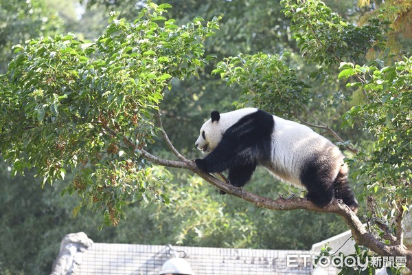 ▲▼台北市立動物園大貓熊圓仔。（圖／記者湯興漢攝）