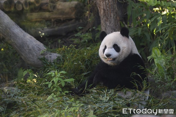 ▲▼台北市立動物園大貓熊圓仔。（圖／記者湯興漢攝）