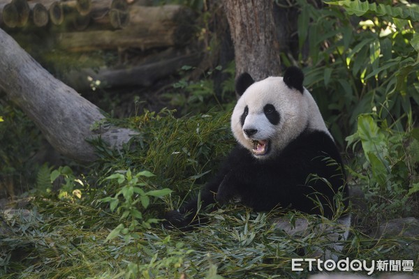 ▲▼台北市立動物園大貓熊圓仔。（圖／記者湯興漢攝）