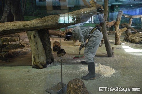 ▲▼台北市立動物園貓熊館貓熊保育員工作狀況             。（圖／記者湯興漢攝）