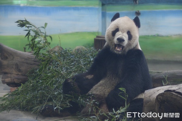 ▲▼台北市立動物園大貓熊團團             。（圖／記者湯興漢攝）