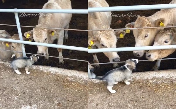 ▲汪幼幼柵欄邊打招呼　牛牛一隻接一隻圍過來「討親親」。（圖／翻攝自Instagram／bontorofarm）