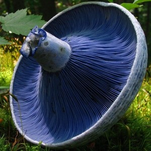 藍傘菇