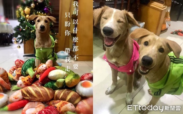 ▲米克斯。（圖／網友Chia Chen授權提供）