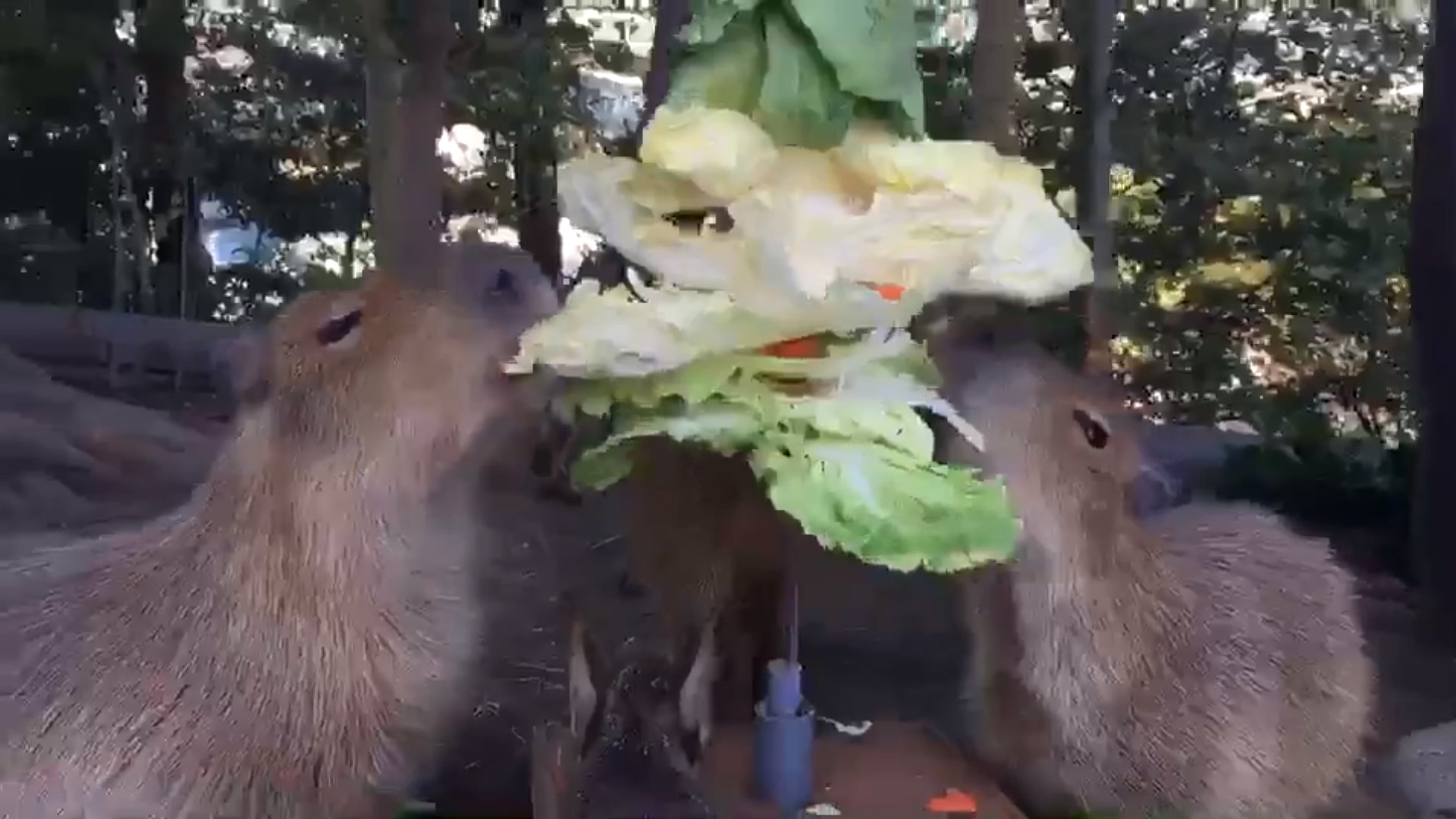 ▲▼ 日本動物園特製「高麗菜聖誕樹」慶耶誕  水豚君秒衝上前開嗑。（圖／横浜・八景島シーパラダイス官方推特）