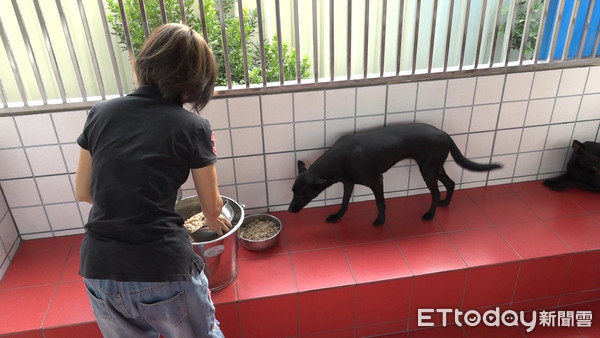 ▲高雄市關懷流浪動物協會,流浪狗,浪浪,流浪動物。（圖／記者謝婷婷攝）