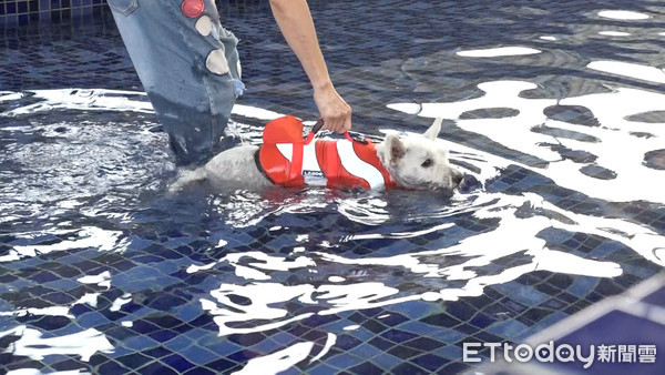 ▲高雄市關懷流浪動物協會,流浪狗,浪浪,流浪動物。（圖／記者謝婷婷攝）