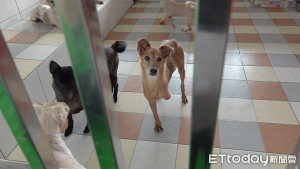 ▲高雄市關懷流浪動物協會,流浪狗,浪浪,流浪動物。（圖／記者謝婷婷攝）