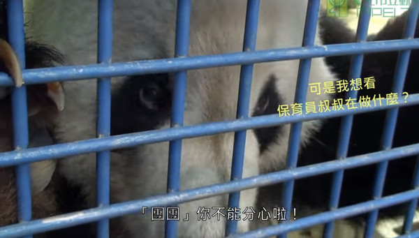 團團。（圖／台北市立動物園提供）