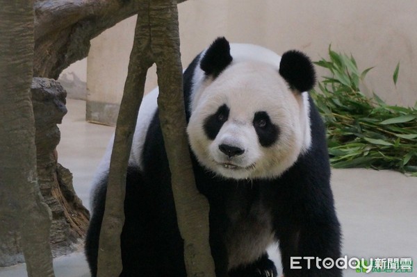 熊貓圓圓。（圖／台北市立動物園提供）