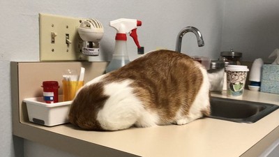洗手台驚見「無頭貓」蹲臥　奴才無奈：牠只是不想去看獸醫