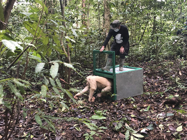 ▲▼ 世界上唯一的白化症猩猩艾爾芭（Alba）被野放到印尼婆羅洲的森林中。（圖／達志影像／美聯社）