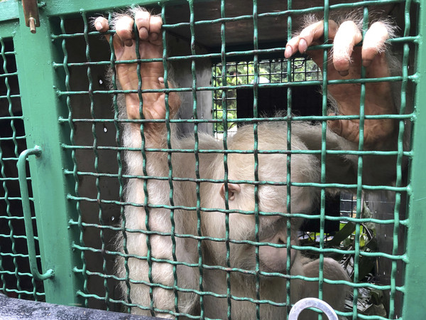 ▲▼ 世界上唯一的白化症猩猩艾爾芭（Alba）被野放到印尼婆羅洲的森林中。（圖／達志影像／美聯社）