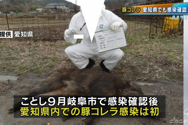 ▲▼日本愛知縣出現38年來首起豬瘟案例。（圖／記翻攝自YouTube／CBCニュース）