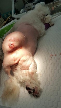 狗狗皮脂腺肿瘤图片