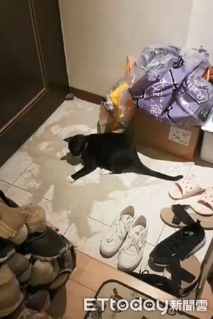 ▲喵喵自製沙灘玩超嗨。（圖／網友Roy Huang授權提供）