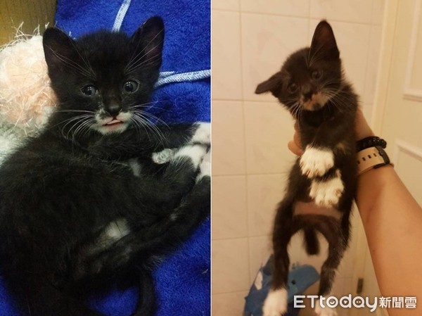 ▲喵喵自製沙灘玩超嗨。（圖／網友Roy Huang授權提供）