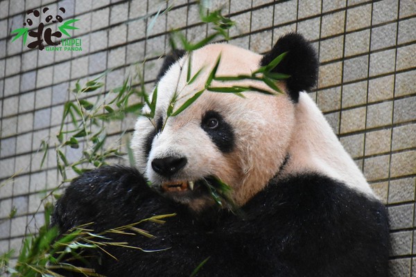 ▲團團犬齒斷裂，園方為其裝上「鈦金屬牙套」             。（圖／台北市立動物園提供）