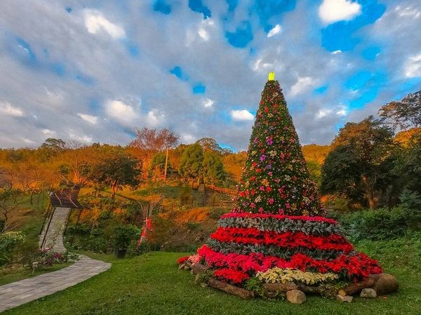 ▲桃園市農業局舉辦「山城紅花節」打造全台最高海拔聖誕樹，邀您一起浪漫過聖誕和跨年。（圖／邱俊銘臉書提供）