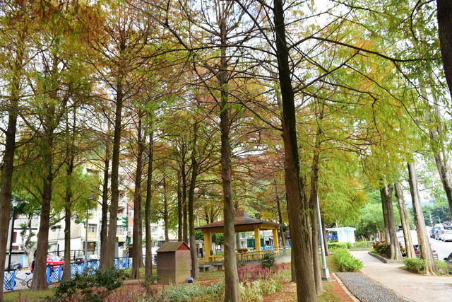 ▲▼    台北3處「落羽松秘境」一日遊！還能賞湖景、草原野餐（至誠公園）（圖／Bernice的隨手筆記）